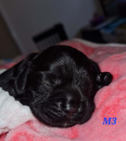 Cocker Spaniel (American) puppy for sale by REBECCAPANDELIS