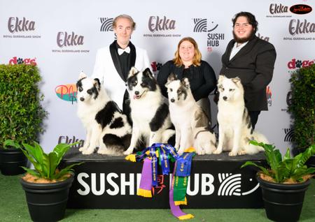 Yakutian Laika for sale by RUSHINROUND