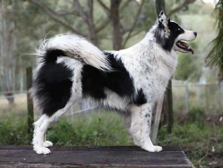 Yakutian Laika for sale by RUSHINROUND