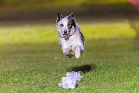 Yakutian Laika for sale by RUSHINROUND