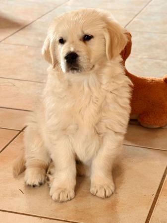 Golden Retriever for sale by ROSENGOLD