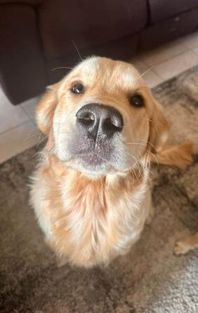 Golden Retriever for sale by ROSENGOLD