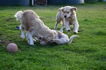 Golden Retriever for sale by ROSENGOLD