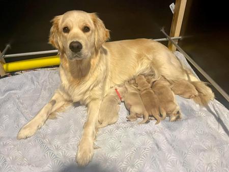 Golden Retriever for sale by ROSENGOLD