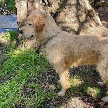 Golden Retriever for sale by ROSENGOLD
