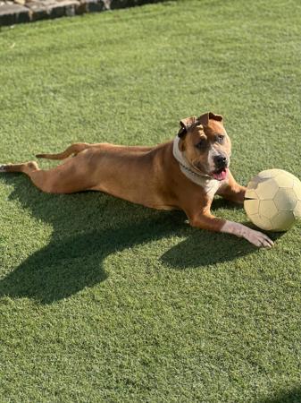 American Staffordshire Terrier for sale by MEGAAMSTAFFS