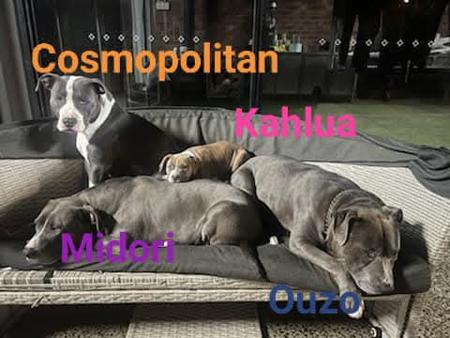 American Staffordshire Terrier for sale by MEGAAMSTAFFS