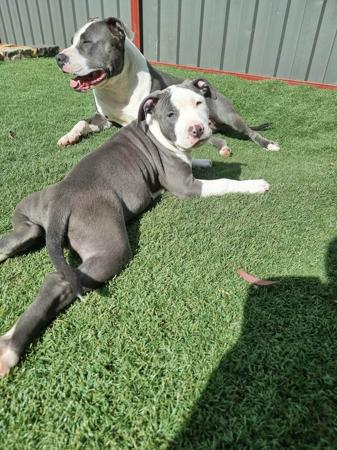 American Staffordshire Terrier for sale by MEGAAMSTAFFS