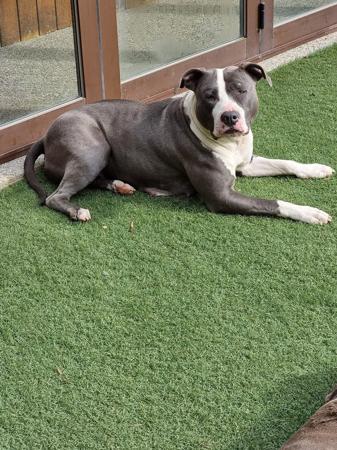 American Staffordshire Terrier for sale by MEGAAMSTAFFS