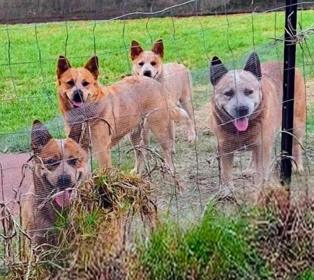 Australian Cattle Dog for sale by SHAYDEN