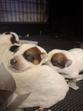 Australian Cattle Dog puppy for sale by SHAYDEN
