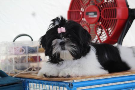 Shih Tzu for sale by KIMARDI