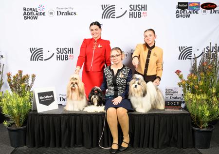 Shih Tzu for sale by KIMARDI