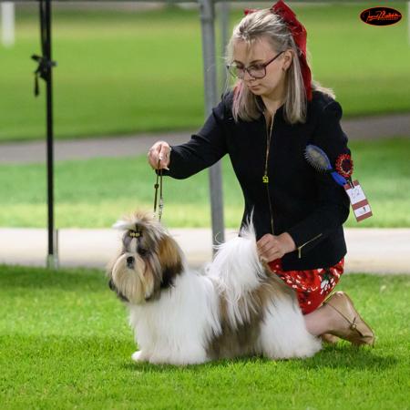 Shih Tzu for sale by KIMARDI