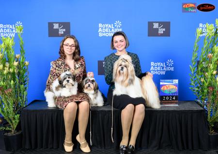 Shih Tzu for sale by KIMARDI