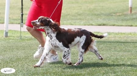 English Springer Spaniel for sale by DEXREY