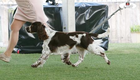 English Springer Spaniel for sale by DEXREY