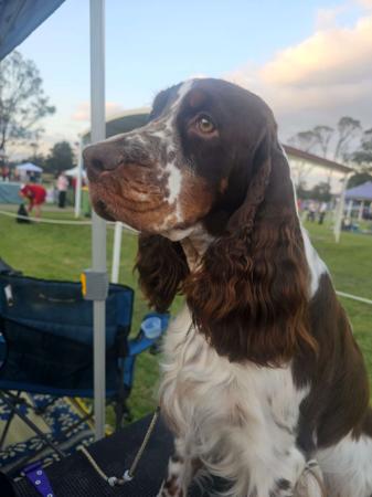 English Springer Spaniel for sale by DEXREY