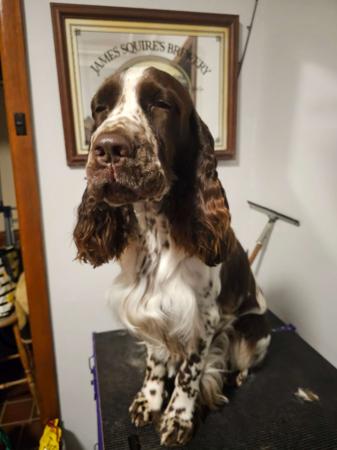 English Springer Spaniel for sale by DEXREY