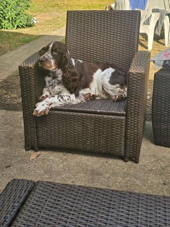 English Springer Spaniel for sale by DEXREY