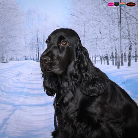 Cocker Spaniel for sale by SEQUERE