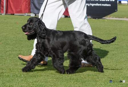 Cocker Spaniel for sale by SEQUERE