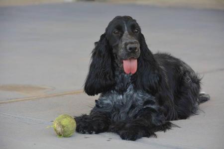 Cocker Spaniel for sale by SEQUERE
