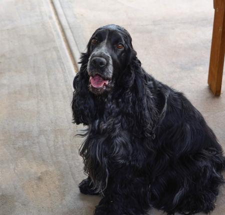 Cocker Spaniel for sale by SEQUERE