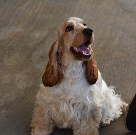 Cocker Spaniel for sale by SEQUERE