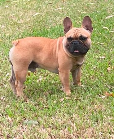 French Bulldog for sale by LEMARDEM
