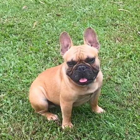 French Bulldog for sale by LEMARDEM