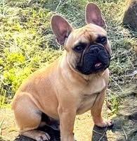 French Bulldog for sale by LEMARDEM