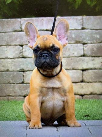 French Bulldog for sale by LEMARDEM