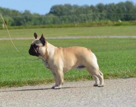 French Bulldog for sale by LEMARDEM