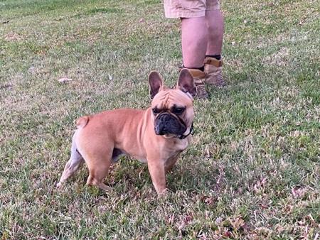 French Bulldog for sale by LEMARDEM