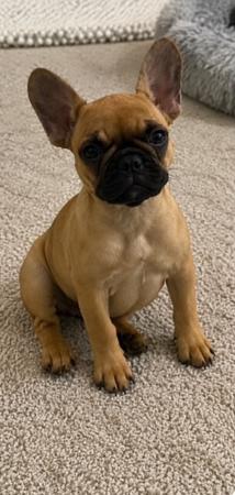 French Bulldog puppy for sale by LEMARDEM