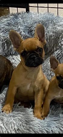 French Bulldog puppy for sale by LEMARDEM