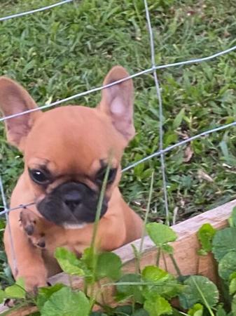 French Bulldog puppy for sale by LEMARDEM
