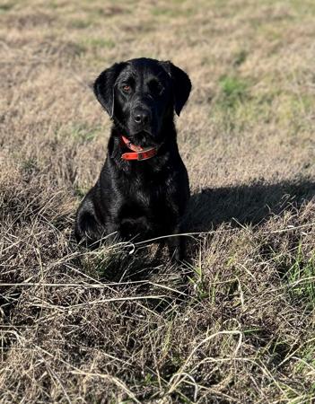 Labrador Retriever for sale by SCOUTAHEAD