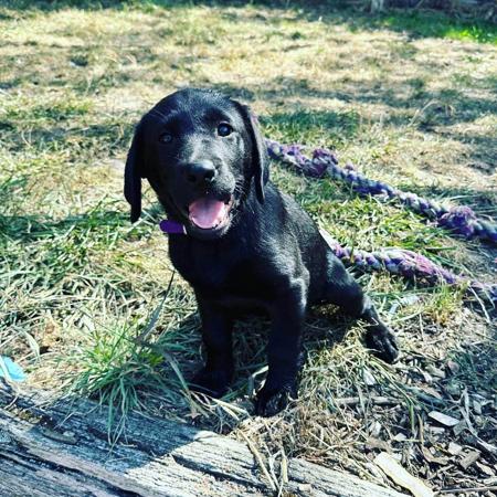 Labrador Retriever for sale by SCOUTAHEAD