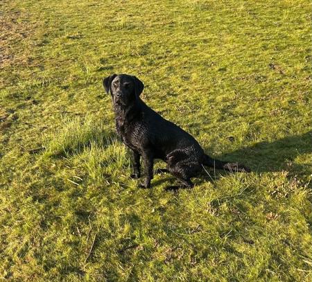 Labrador Retriever for sale by SCOUTAHEAD