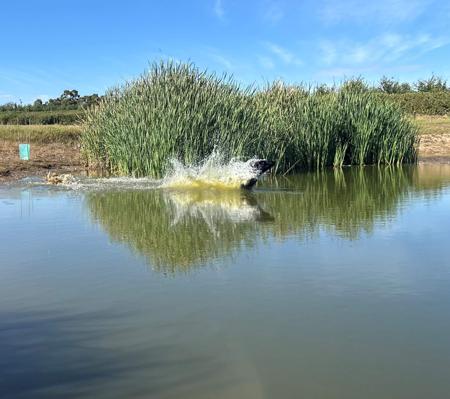 Labrador Retriever for sale by SCOUTAHEAD