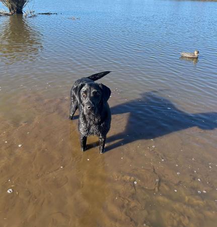 Labrador Retriever for sale by SCOUTAHEAD