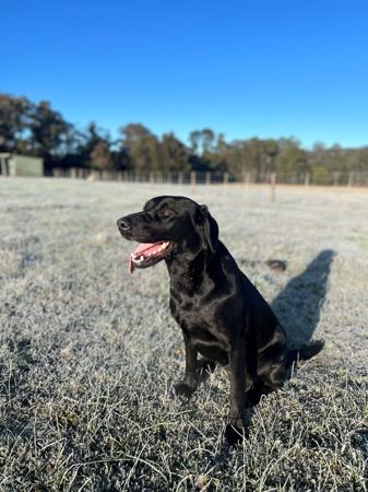 Labrador Retriever for sale by SCOUTAHEAD