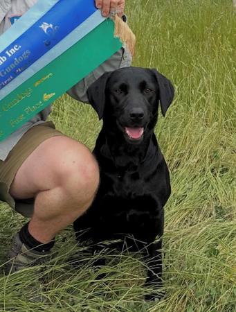 Labrador Retriever for sale by SCOUTAHEAD