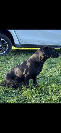 Labrador Retriever for sale by SCOUTAHEAD