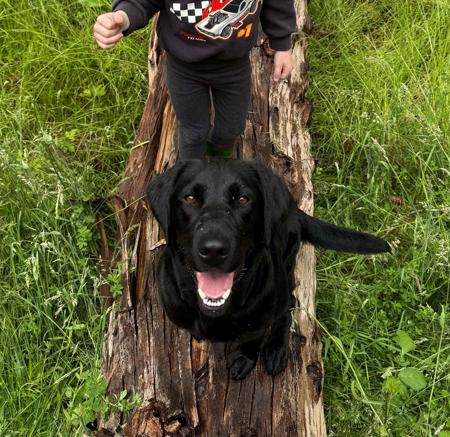 Labrador Retriever for sale by SCOUTAHEAD