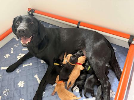 Labrador Retriever for sale by SCOUTAHEAD