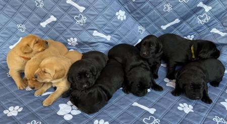 Labrador Retriever for sale by SCOUTAHEAD
