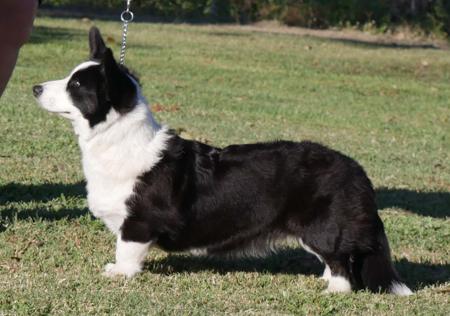 Welsh Corgi (Cardigan) for sale by MELINDAFLYNN
